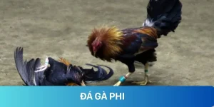 Đá gà phi tại rr88